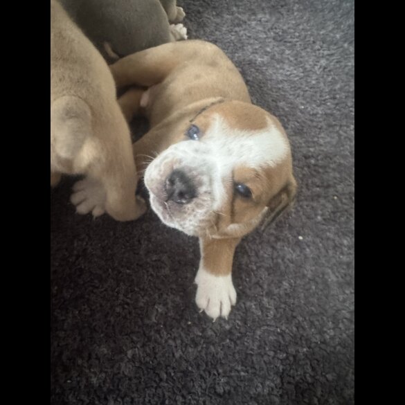 Dorset Olde Tyme Bulldogge