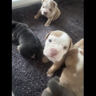 Dorset Olde Tyme Bulldogge