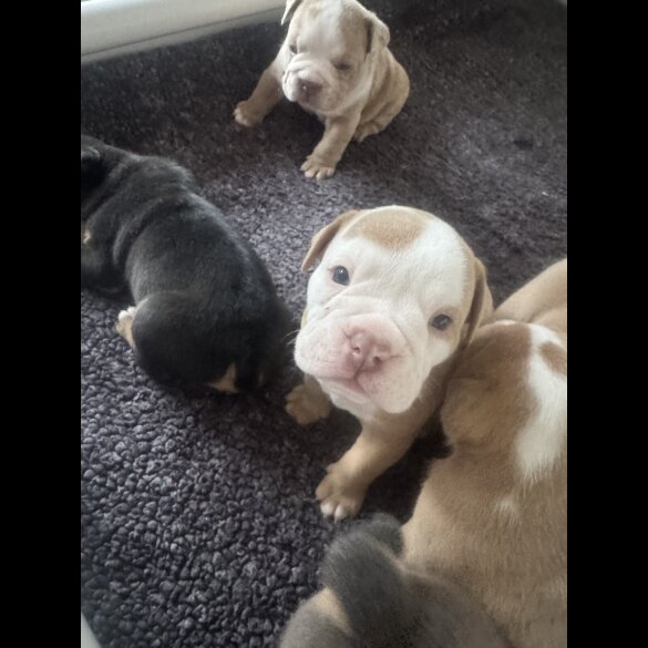 Dorset Olde Tyme Bulldogge