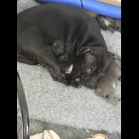 Staffordshire Bull Terrier