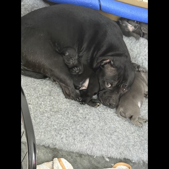 Staffordshire Bull Terrier