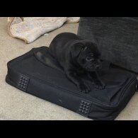 Staffordshire Bull Terrier