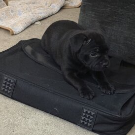 Staffordshire Bull Terrier