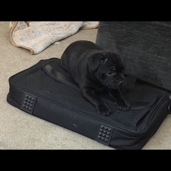 Staffordshire Bull Terrier