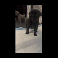 Staffordshire Bull Terrier