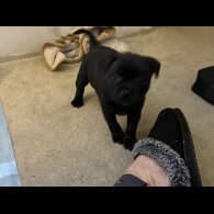 Staffordshire Bull Terrier