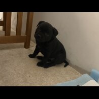 Staffordshire Bull Terrier