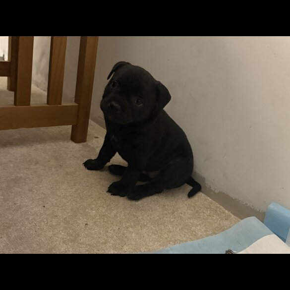 Staffordshire Bull Terrier