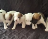 Parson Russell Terrier