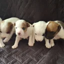 Parson Russell Terrier