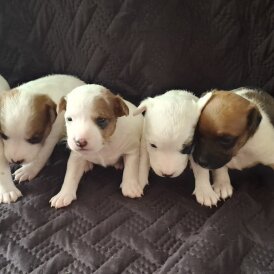 Parson Russell Terrier