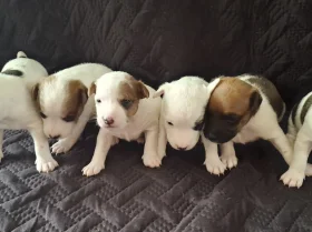 Parson Russell Terrier