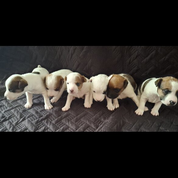 Parson Russell Terrier