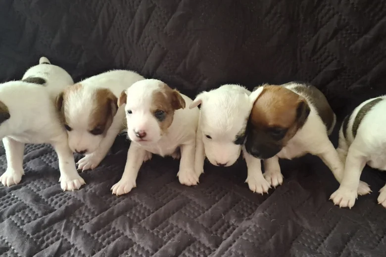 Parson Russell Terrier