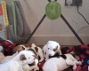 Parson Russell Terrier