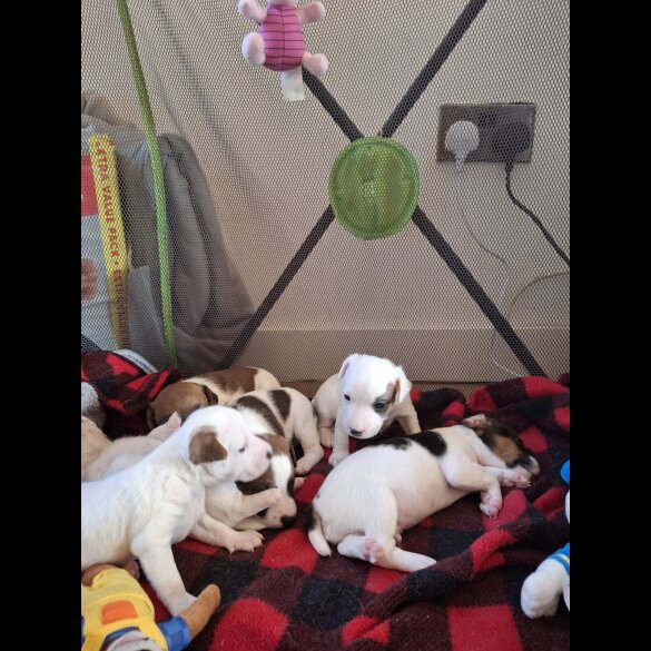 Parson Russell Terrier