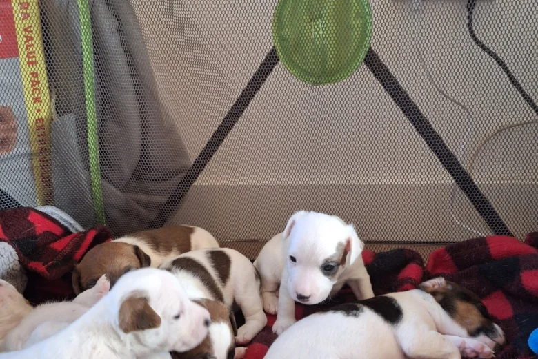 Parson Russell Terrier