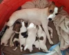 Parson Russell Terrier