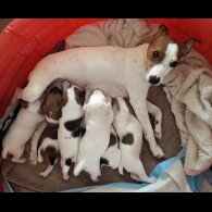 Parson Russell Terrier