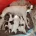 Parson Russell Terrier