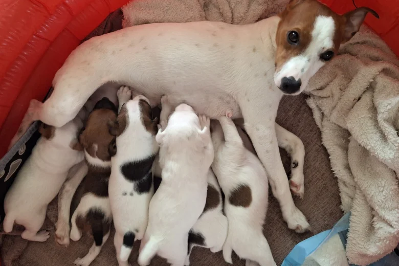 Parson Russell Terrier