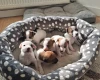 Parson Russell Terrier