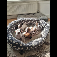 Parson Russell Terrier