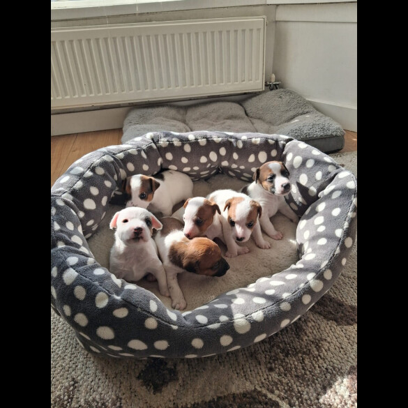 Parson Russell Terrier