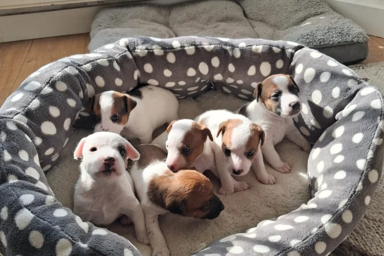 Parson Russell Terrier