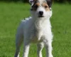 Patterjack
