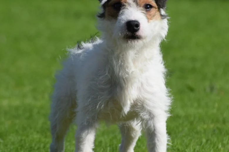 Patterjack