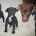 Patterjack