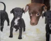 Patterjack