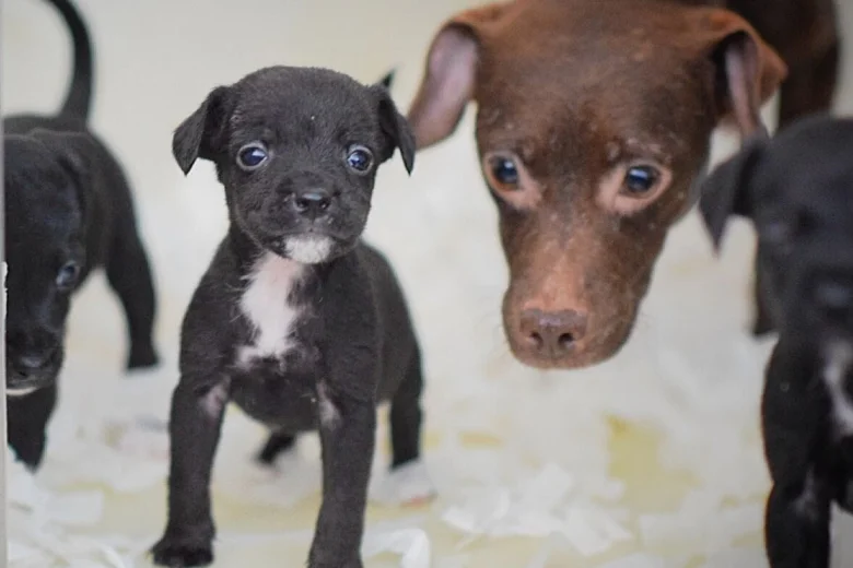 Patterjack