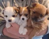 Pomchi