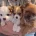 Pomchi