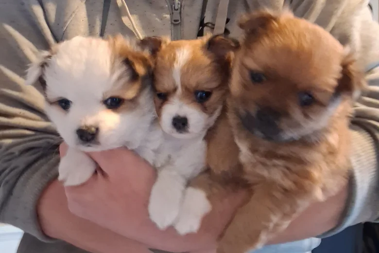 Pomchi