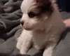 Pomchi