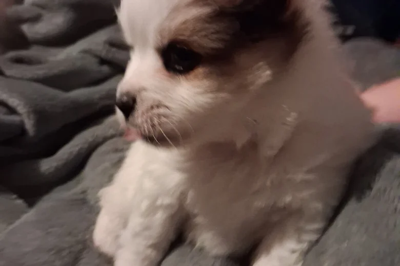 Pomchi