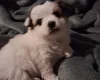 Pomchi