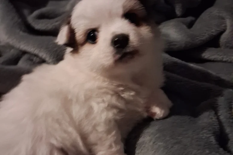 Pomchi