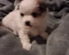 Pomchi