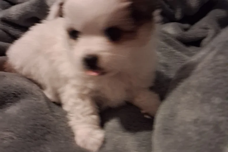 Pomchi