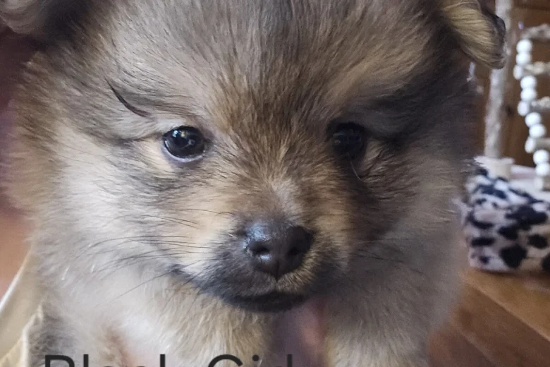 Pomeranian