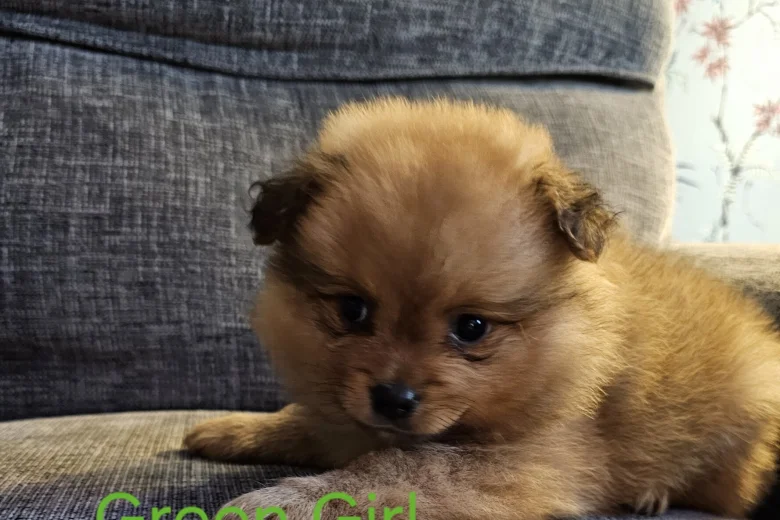 Pomeranian