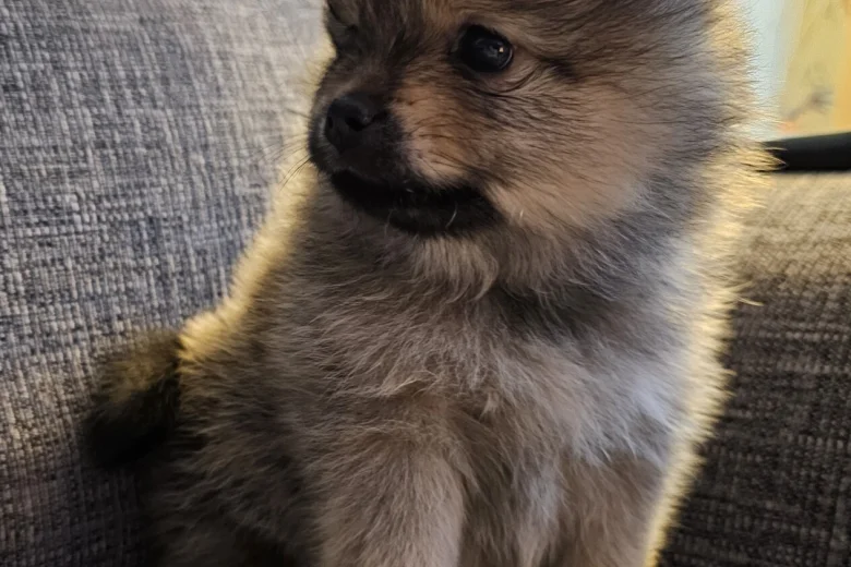 Pomeranian