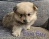 Pomeranian