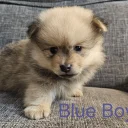 Pomeranian