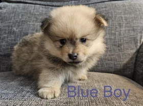 Pomeranian