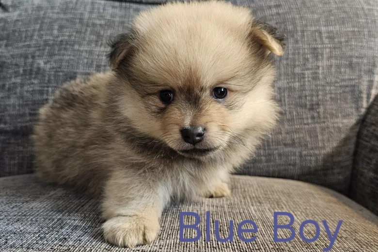 Pomeranian